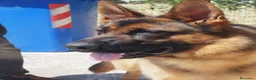 Pastore Tedesco cani in vendita: Pastore tedesco altissima genealogia, bella. a Provincia di Foggia - Annuncio 5