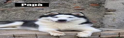 Husky cani in vendita: Cuccioli Husky  - Annuncio 3