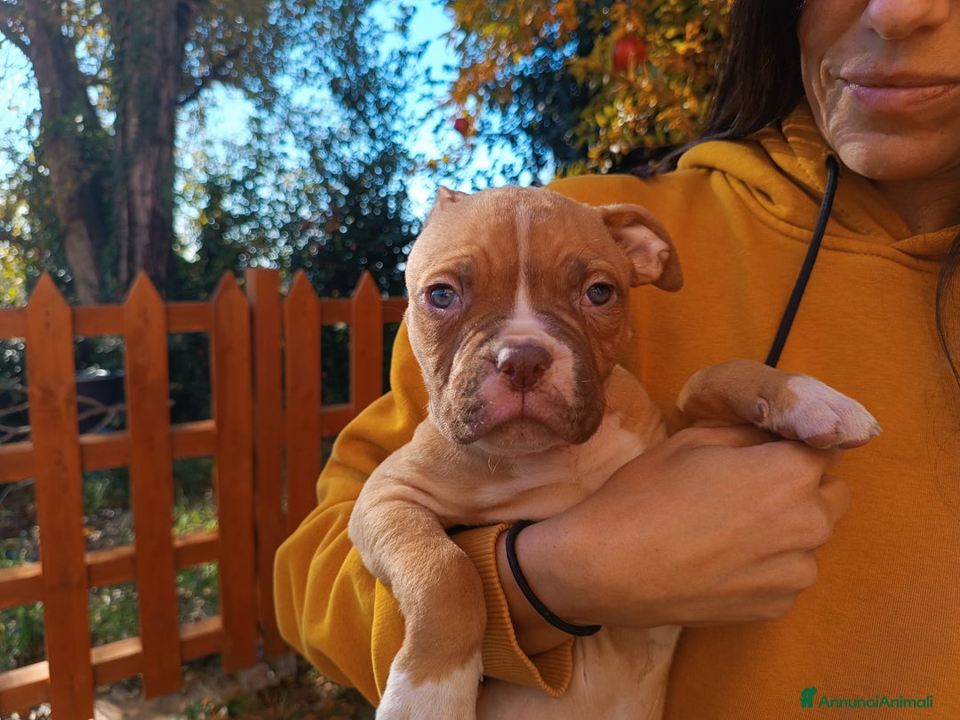 Bulldog cani in vendita: Cuccioli American Bulldog  - Annuncio 3