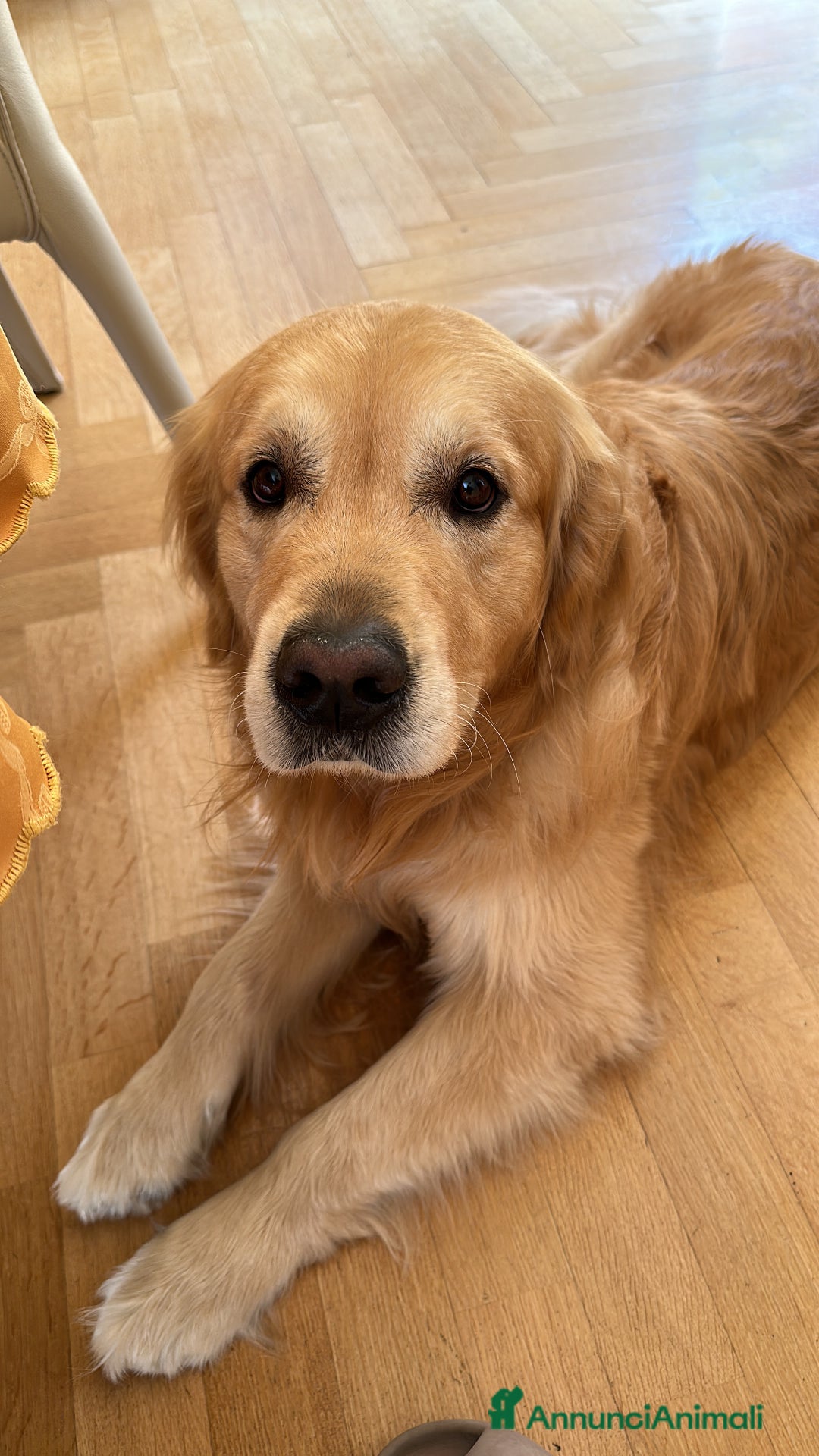 Golden Retriever cani per accoppiamento: Gregorio cerca la sua dolce metà 🐶❤️ a Provincia di Frosinone - Annuncio 6