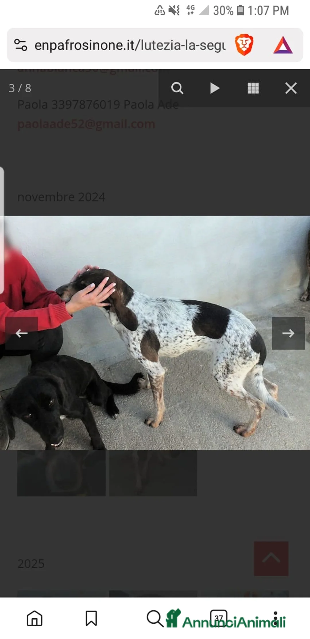 Segugio cani in regalo: ADOZ.DEL CUORE: cacciatore di m** come sempre… - Annuncio 5