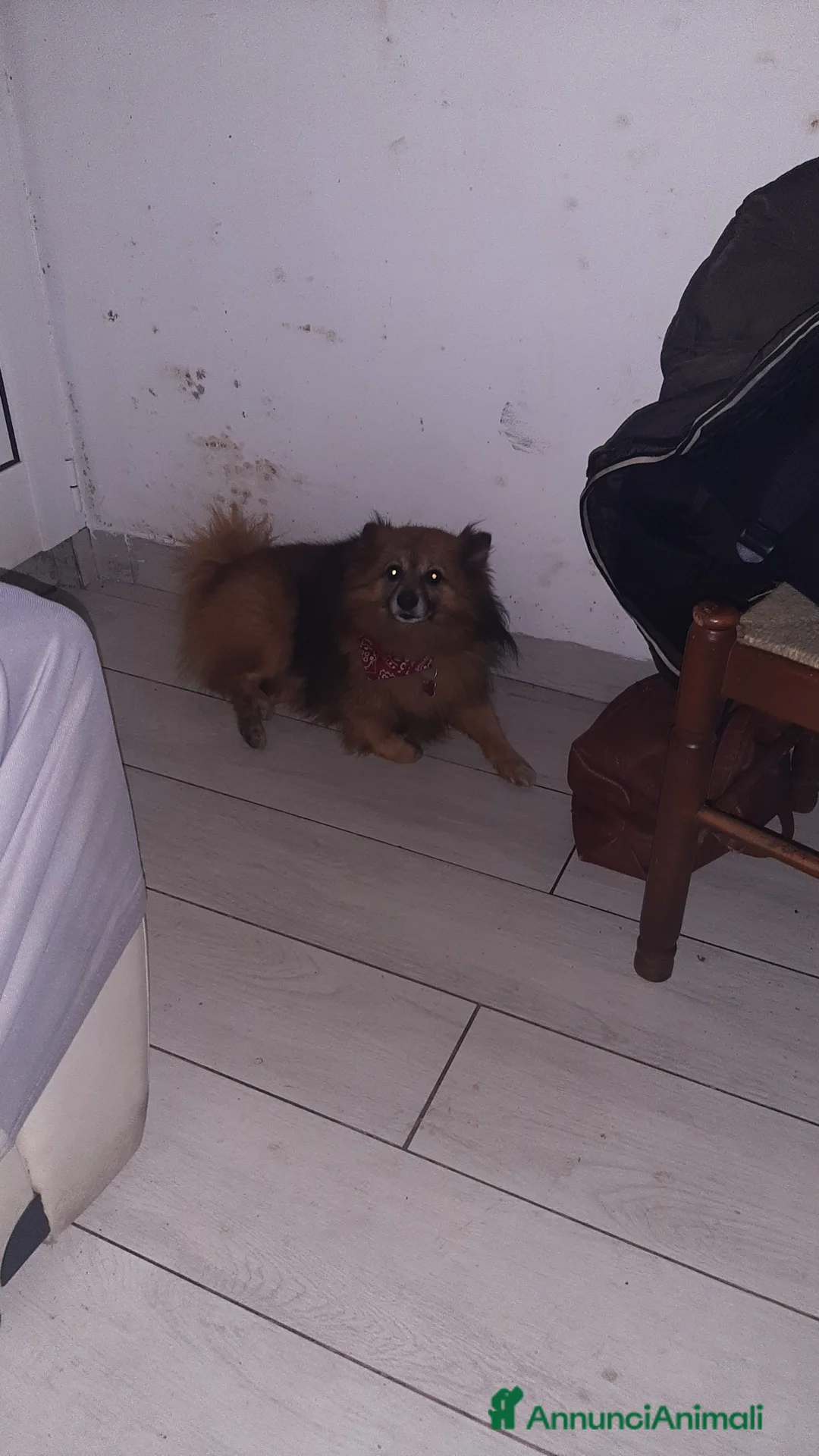 Volpino Pomerania cani per accoppiamento: Cerco volpino di Pomerania femmina per monta  a Provincia di Imperia - Annuncio 7