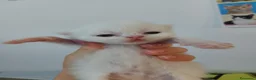 Persiano gatti in vendita: Gattini persiani  - Annuncio 15