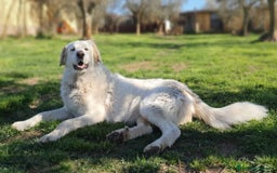 Pastore Maremmano cani in regalo: ROSETTA,giocherellona e sguardo fiero a Pomezia - Immagine 8