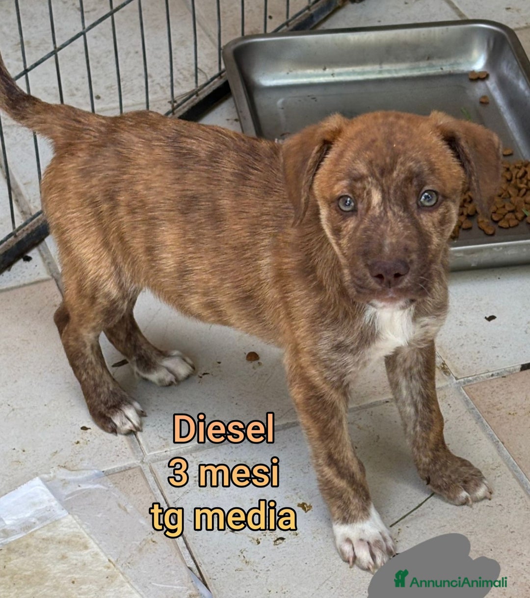 Meticcio cani in regalo: CUCCIOLI ABBANDONATI: EMERGENZA  - Annuncio 9