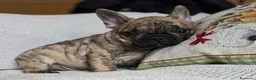 Bulldog Francese cani in vendita: Cuccioli Bouledogue Francese - Annuncio 12