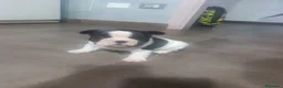 Bulldog Francese cani in vendita: Cuccioli di bulldog francese  a Città metropolitana di Palermo - Annuncio 5