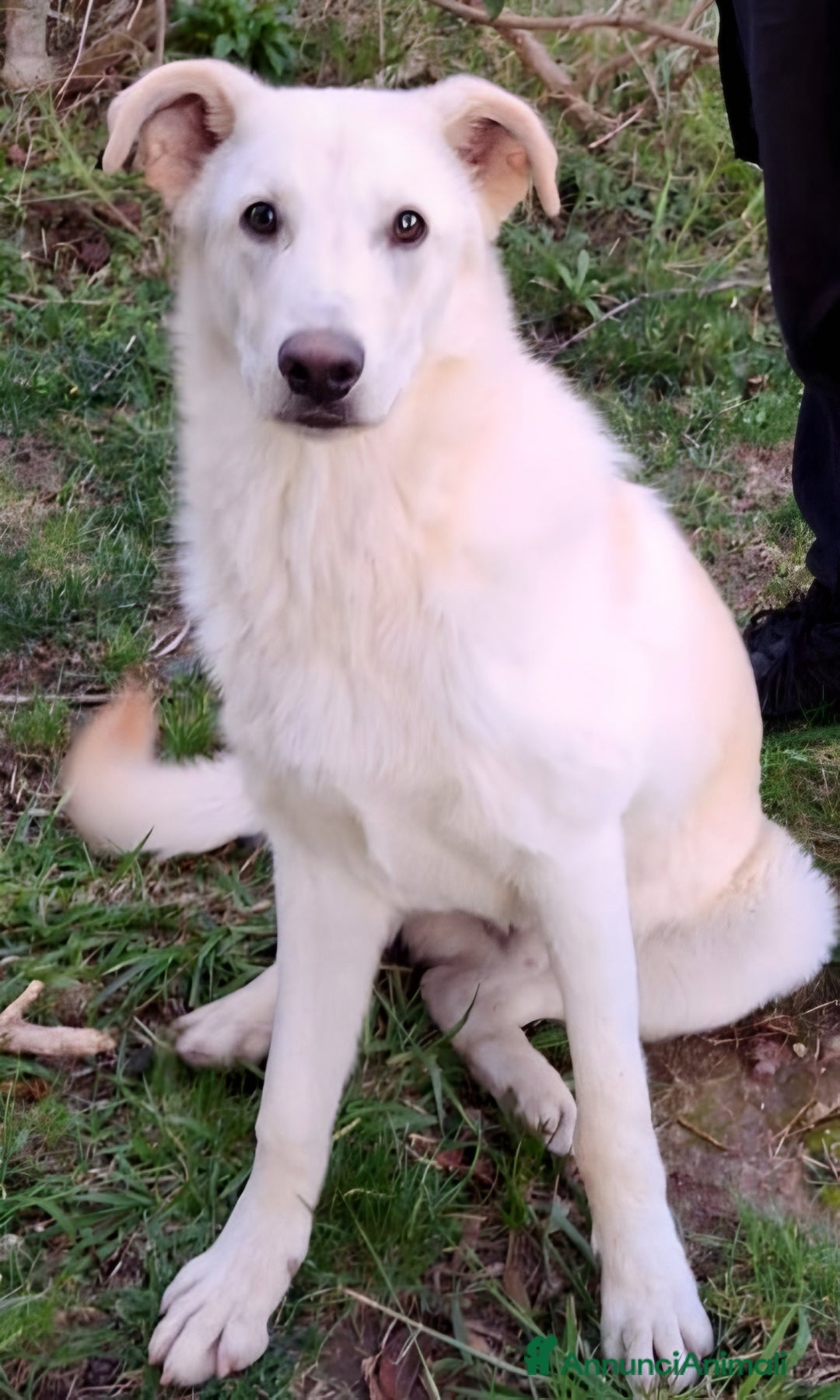Altre razze cani in regalo: SID cucciolone di 7 mesi cerca casa ❤️ - Annuncio 8