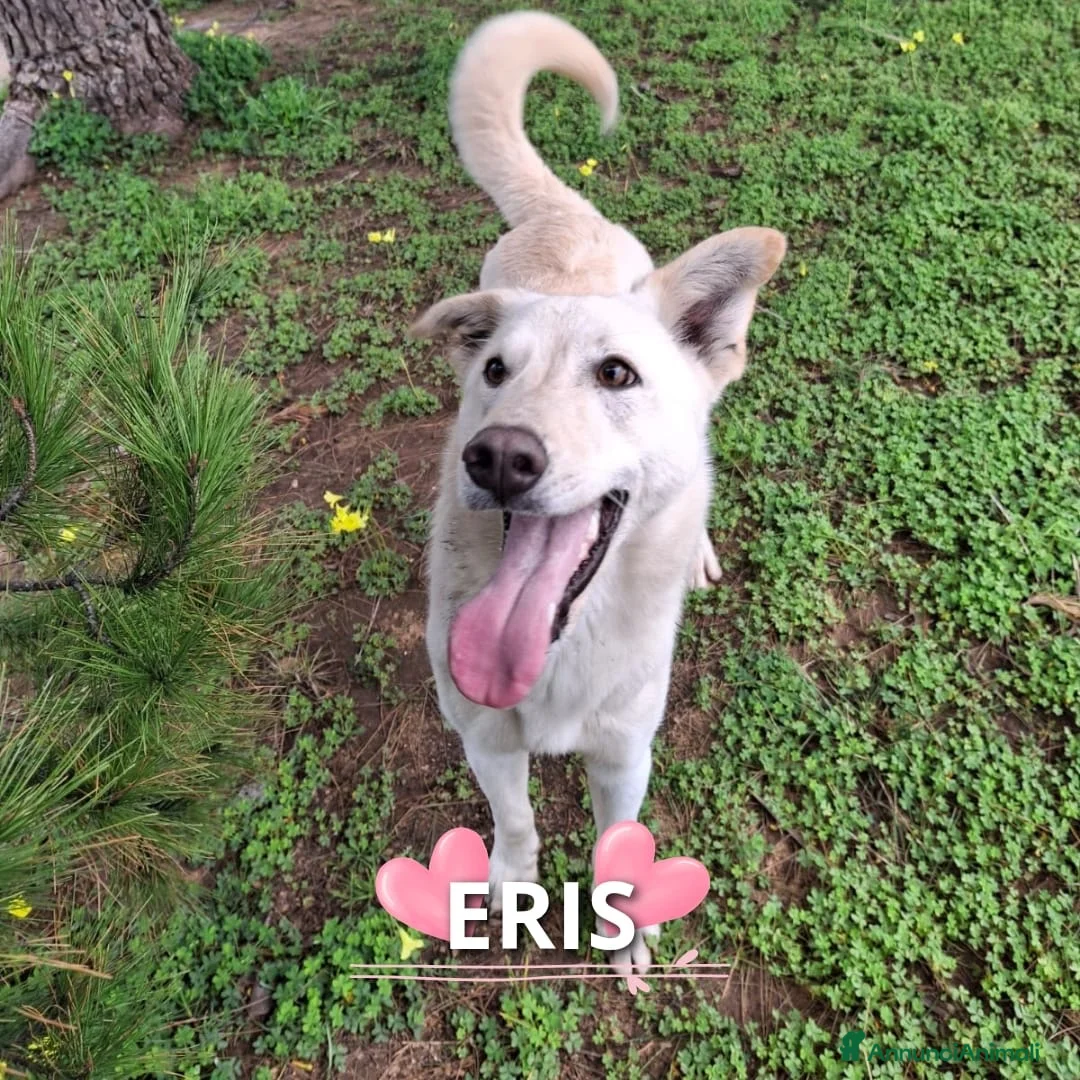 Meticcio cani in regalo: ERIS 🩷 - cucciola dolcissima cerca ancora casa - Annuncio 1