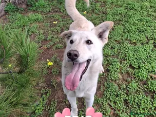 Meticcio cani ERIS 🩷 - cucciola dolcissima cerca ancora casa - Annuncio 3