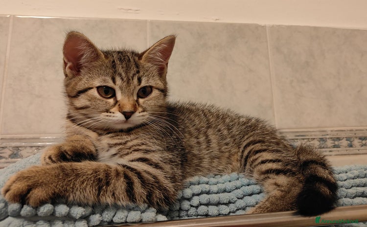Scottish gatti a Provincia di Brescia - Annuncio 17