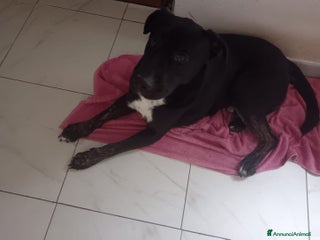 Meticcio cani Rudy cerca famiglia - Annuncio 2
