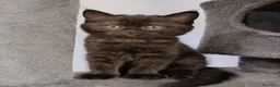 Scottish gatti in vendita: Scottish fold/straight  - Annuncio 2