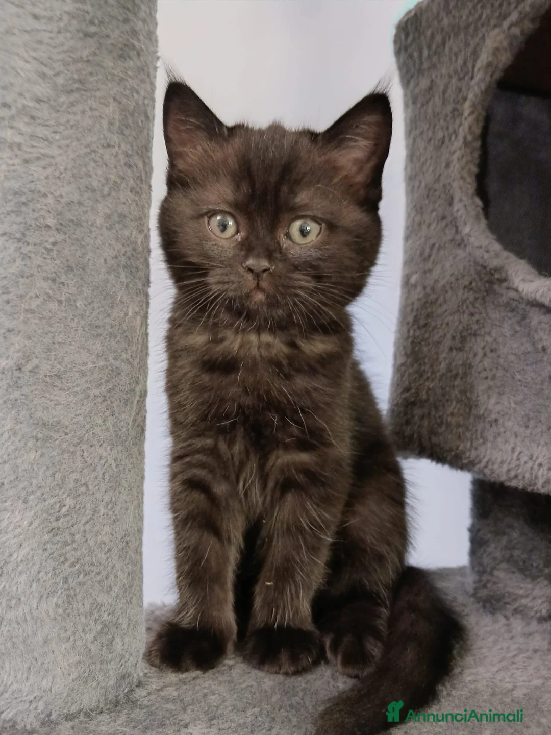 Scottish gatti in vendita: Scottish fold/straight  - Annuncio 2