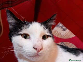 Altre razze gatti Regalo bellissimi gatti - Annuncio 3