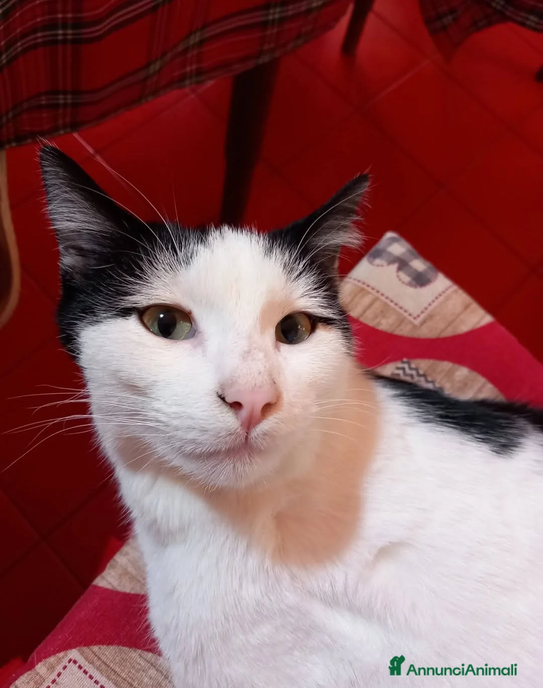 Altre razze gatti in regalo: Regalo bellissimi gatti  - Annuncio 1