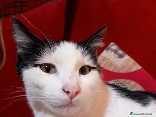 Altre razze gatti Regalo bellissimi gatti - Annuncio 4