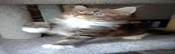 Maine Coon gatti in vendita: Cucciola Maine Coon - Annuncio 5