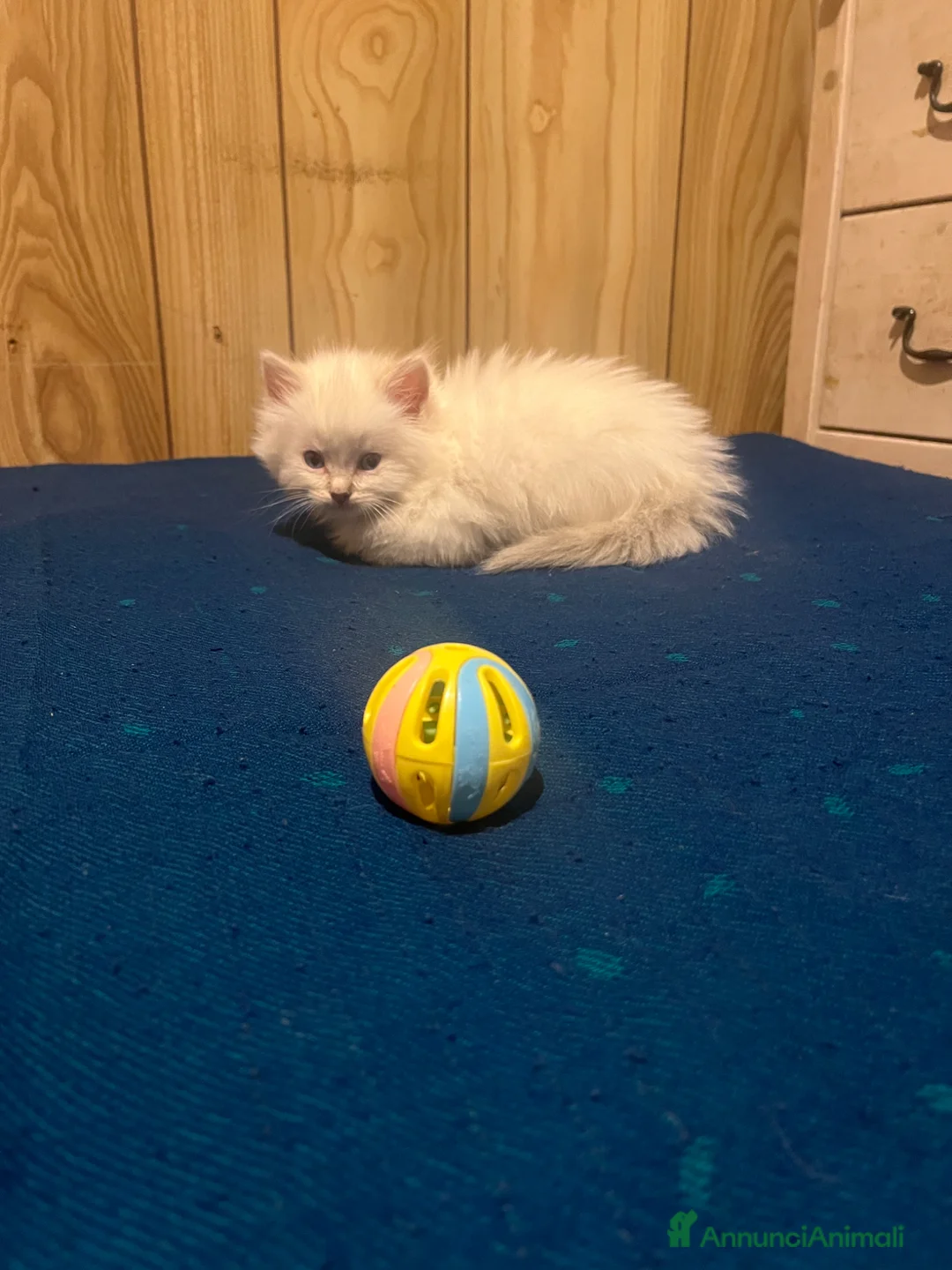 Ragdoll gatti in vendita: Ragdoll cucciolini - Annuncio 2