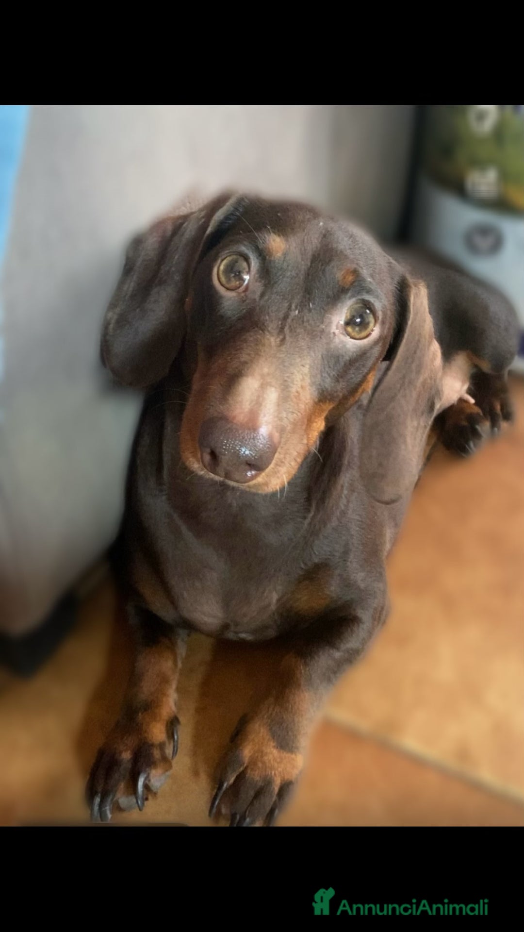 Altre razze gatti in vendita: Cuccioli di Bassotto - Annuncio 2