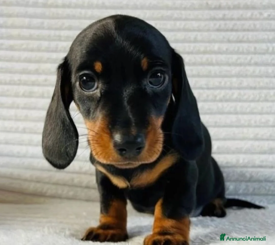 Bassotto cani in vendita: Bassotti Nani  - Annuncio 3