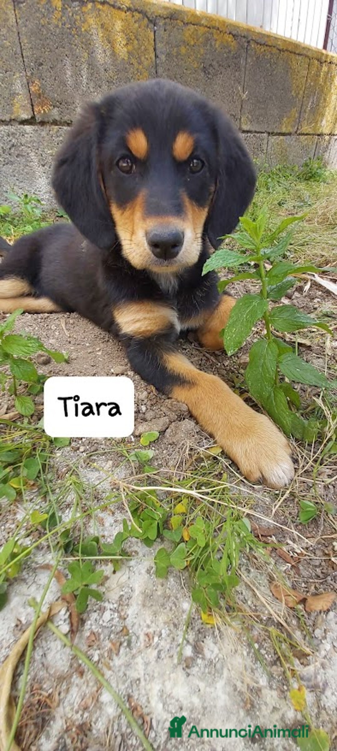 Meticcio cani in regalo: TIARA cucciola dolce a Città Metropolitana di Bologna - Immagine 12