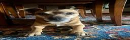 Jack Russell cani per accoppiamento: Jack russel misto pincher a Città metropolitana di Milano - Annuncio 5