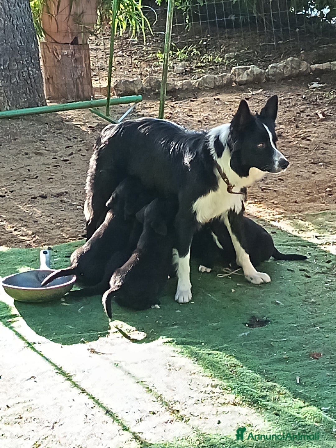 Meticcio cani in vendita: Cuccioli di Borador (Border Collie labrador) - Annuncio 1