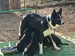 Meticcio cani Cuccioli Borador 60giorni (Border Collie labrador) - Annuncio 28