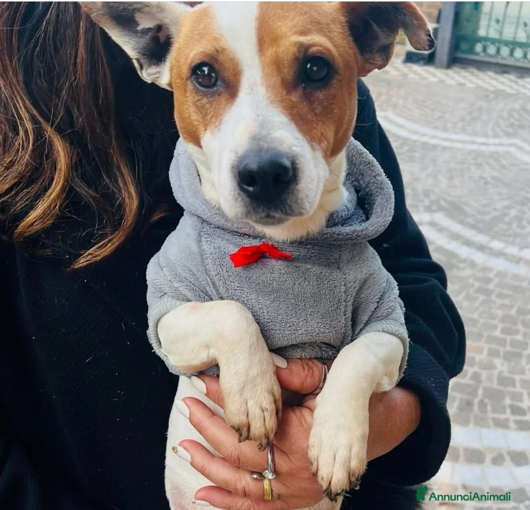 Meticcio cani in regalo: Cucciola 2 mesi e 1/2 tg contenuta. - Annuncio 5