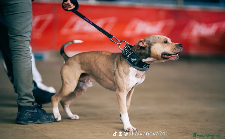 Pitbull cani a Provincia del Verbano-Cusio-Ossola - Annuncio 11