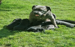 Cane Corso cani in vendita: Cuccioli di cane corso alta genealogia  a Provincia di Verona - Immagine 4