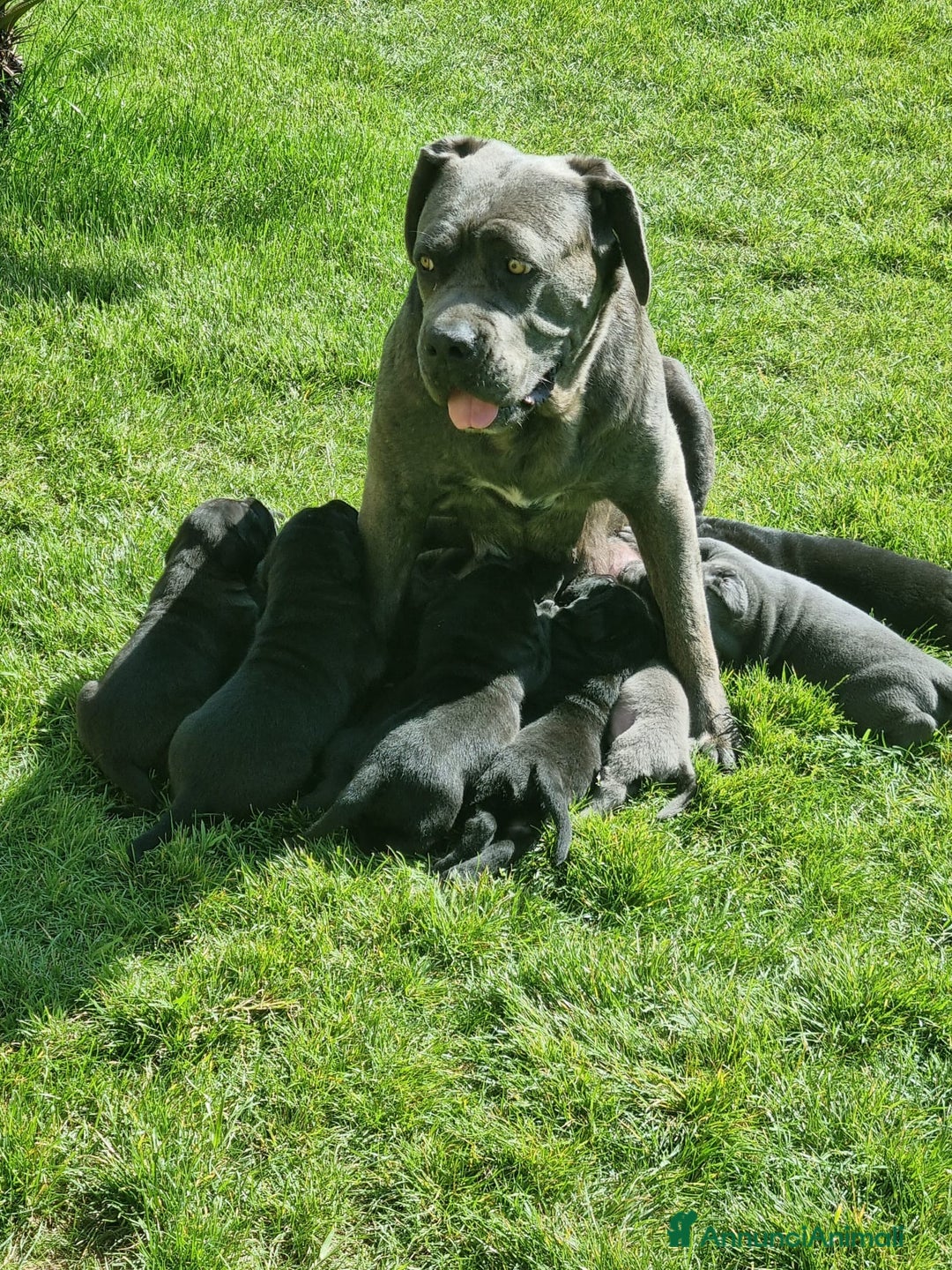 Cane Corso cani in vendita: Cuccioli di cane corso alta genealogia  a Provincia di Verona - Immagine 4