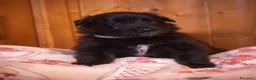 Pastore Belga cani in vendita: Cuccioli di pastore belga - Annuncio 4