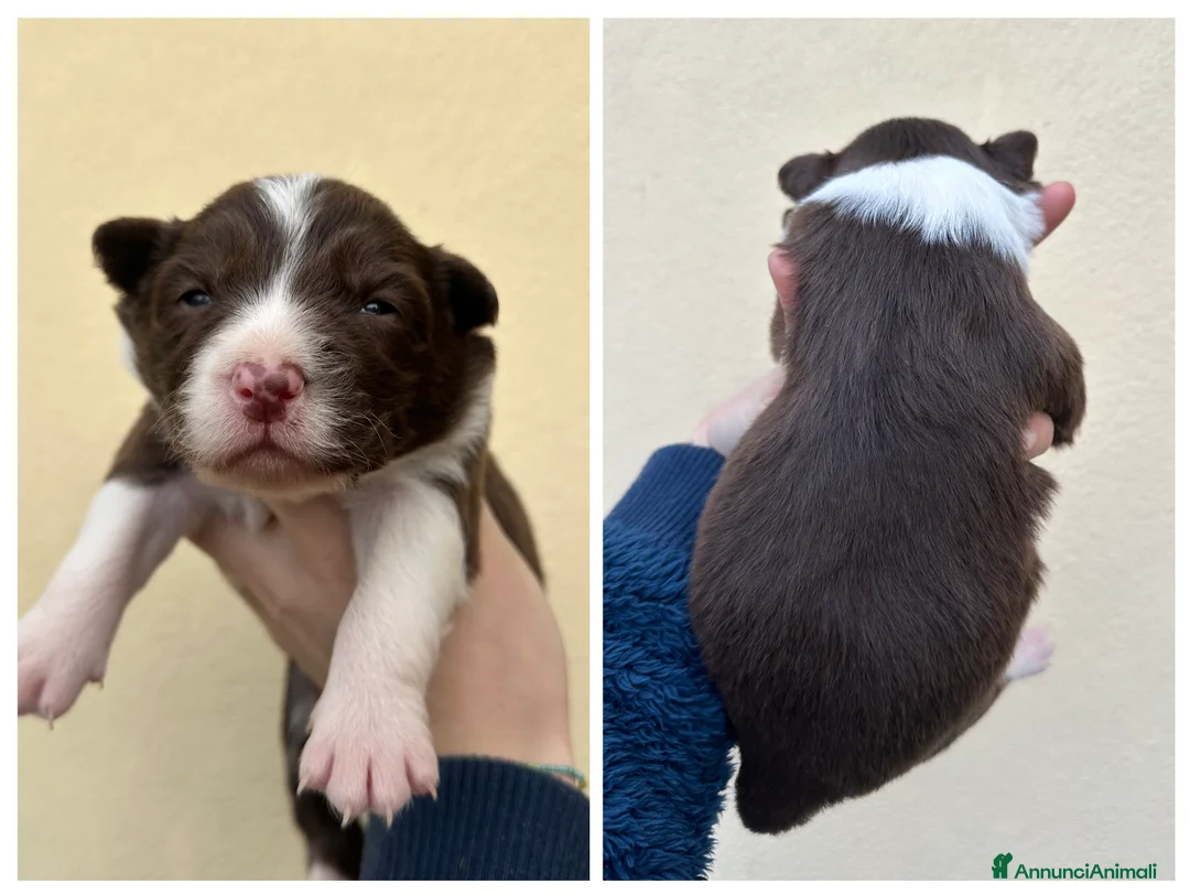 Border Collie cani in vendita: Cuccioli border collie - Annuncio 8