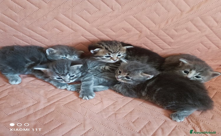 Siberiano gatti a Città Metropolitana di Genova - Annuncio 11