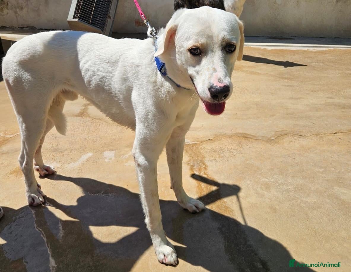 Meticcio cani Kinder: dolcissimo cerca nuova famiglia  - Annuncio 37