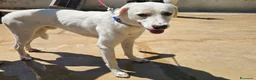 Meticcio cani in regalo: Kinder: dolcissimo cerca nuova famiglia  - Annuncio 1