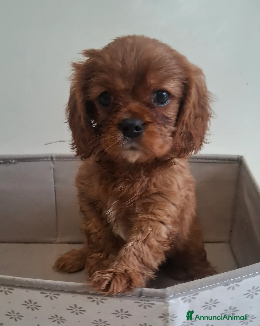 Cavalier King cani in vendita: Cucciola di Cavalier king ruby con pedigreee - Annuncio 2