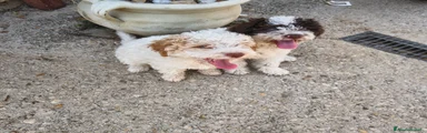 Lagotto 2