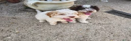 Lagotto cani in vendita: CUCCIOLI DI LAGOTTO ROMAGNOLO CON PEDIGREE - Annuncio 6