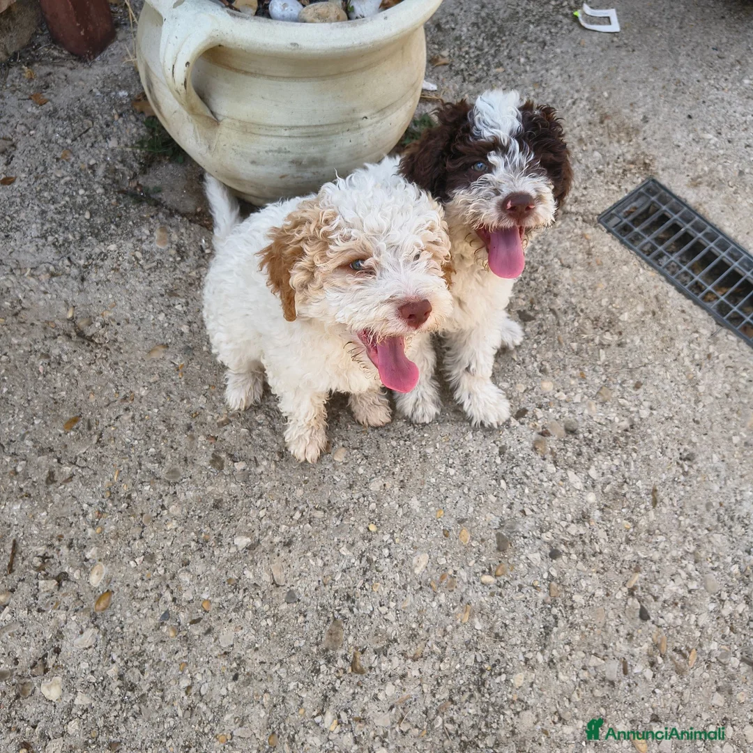 Lagotto cani in vendita: CUCCIOLI DI LAGOTTO ROMAGNOLO CON PEDIGREE - Annuncio 6