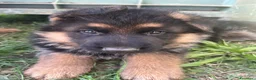 Pastore Tedesco cani in vendita: cuccioli di pastore tedesco di alta genealogia  a Provincia di Perugia - Annuncio 8