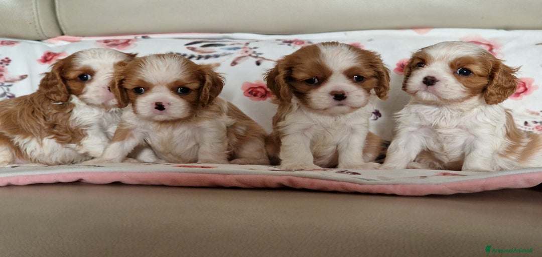 Immagine della galleria {{count}}