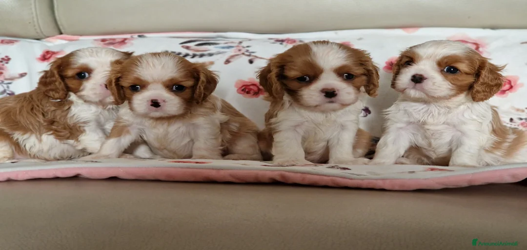 Immagine della galleria {{count}}