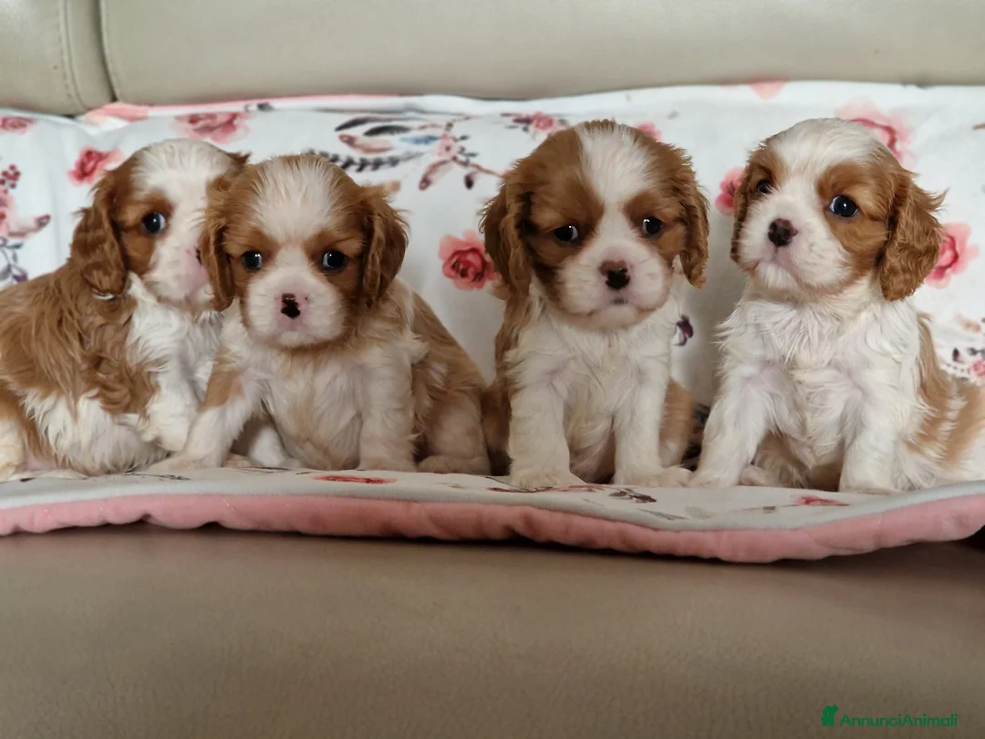 Immagine della galleria {{count}}