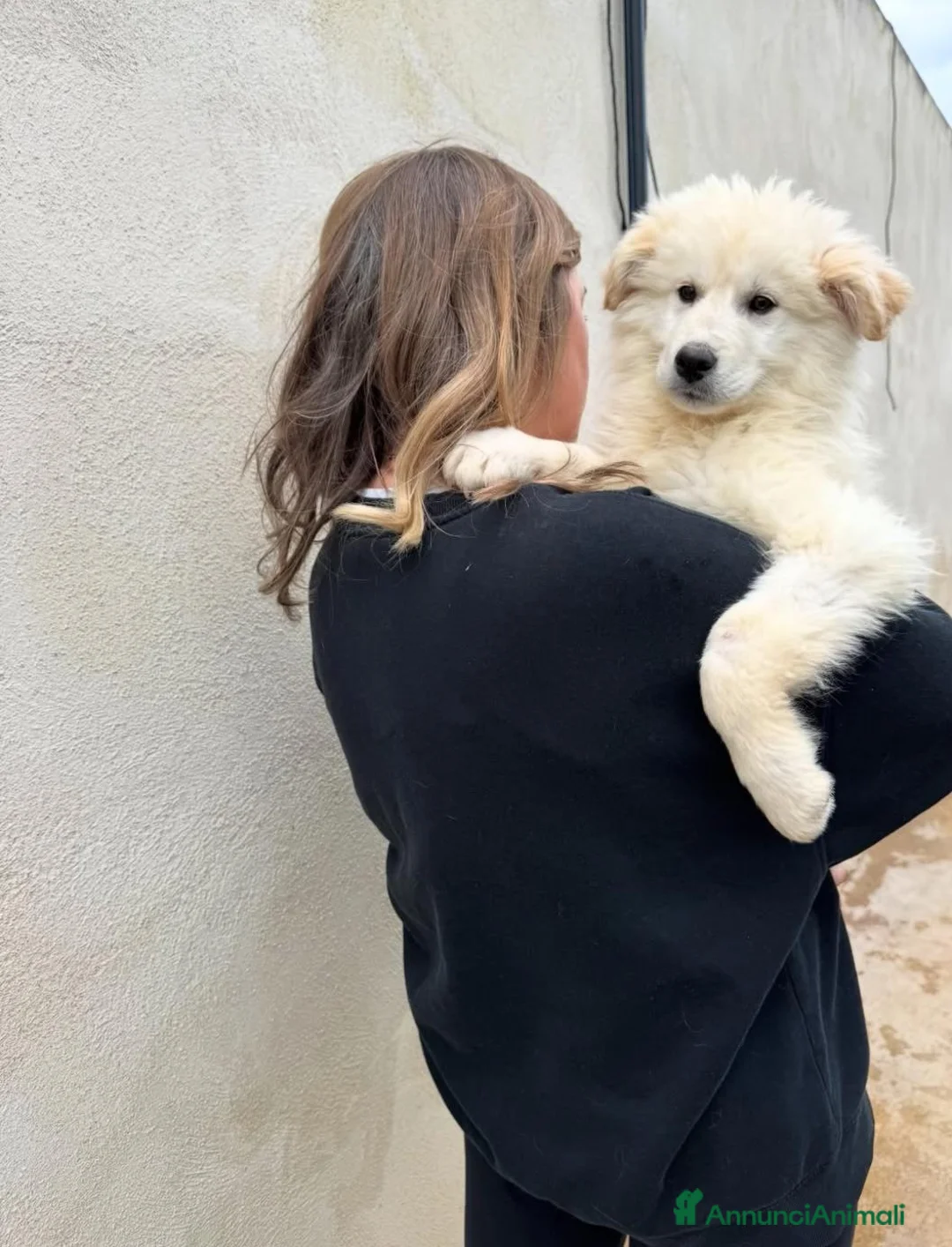 Meticcio cani in regalo: Snow: 4 mesi taglia grande  - Annuncio 7