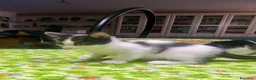Meticcio gatti in regalo: Regalo meravigliosi gattini scorzé  a Città Metropolitana di Venezia - Annuncio 6