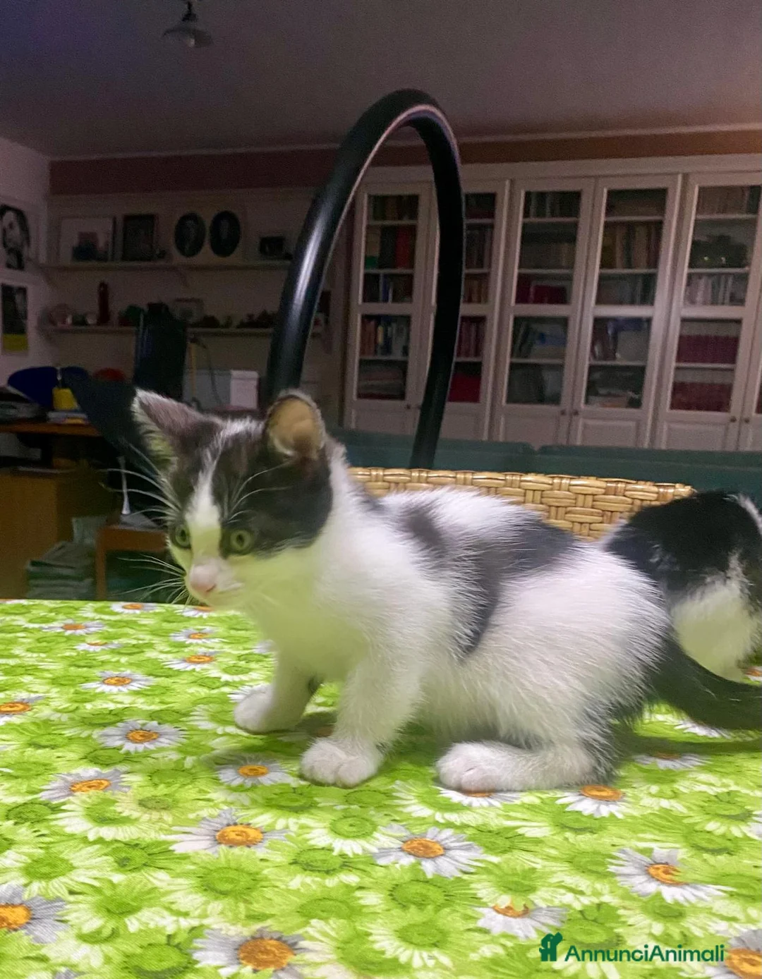 Meticcio gatti in regalo: Regalo meravigliosi gattini scorzé  a Città Metropolitana di Venezia - Annuncio 6