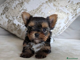 Yorkshire cani Adorabili cucciole di Yorkie disponibili - Annuncio 1